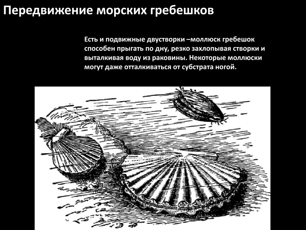 Передвижение моллюсков. Передвижение морского моллюска-гребешка. Морской гребешок передвижение. Причины передвижения морского гребешка. Двустворчатые моллюски подвижные.