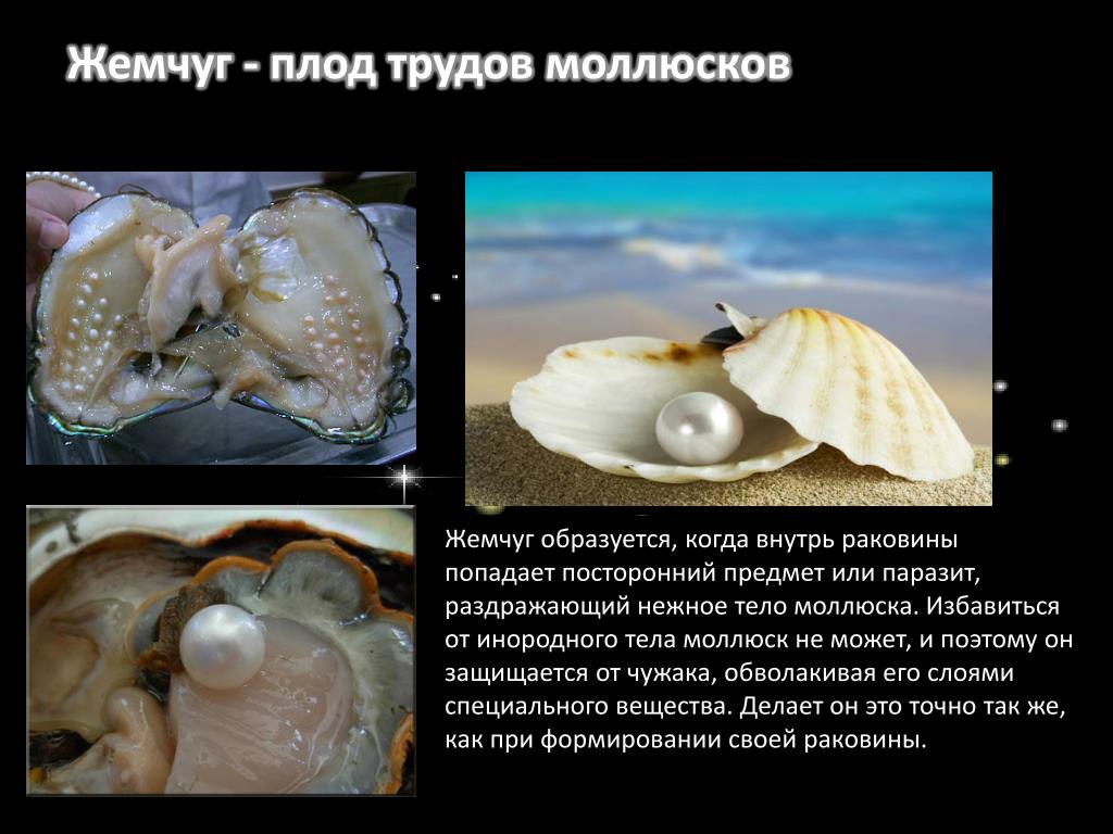 Моллюски имеют сердце
