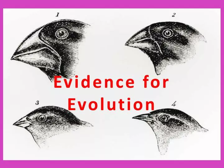 PPT - Evidence for Evolution PowerPoint Presentation, free download ...