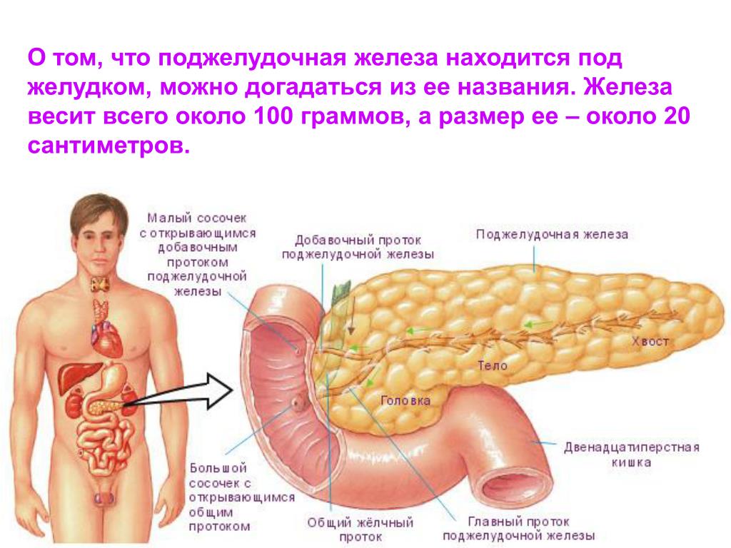 Внутреннее строение поджелудочной. Поджелудочная железа анатомия топография. Строение органов поджелудочная. Анатомия поджелудочной железы человека в картинках. Строение человека внутренние органы поджелудочная.