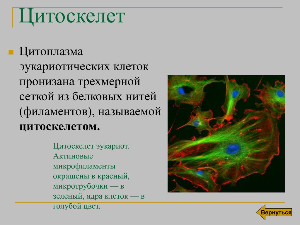 Цитоскелет клетки какой органоид. Цитоскелет. Цитоскелет и цитоплазма одно и тоже. Цитоплазма гиалоплазма. Цитоплазма это в генетике.