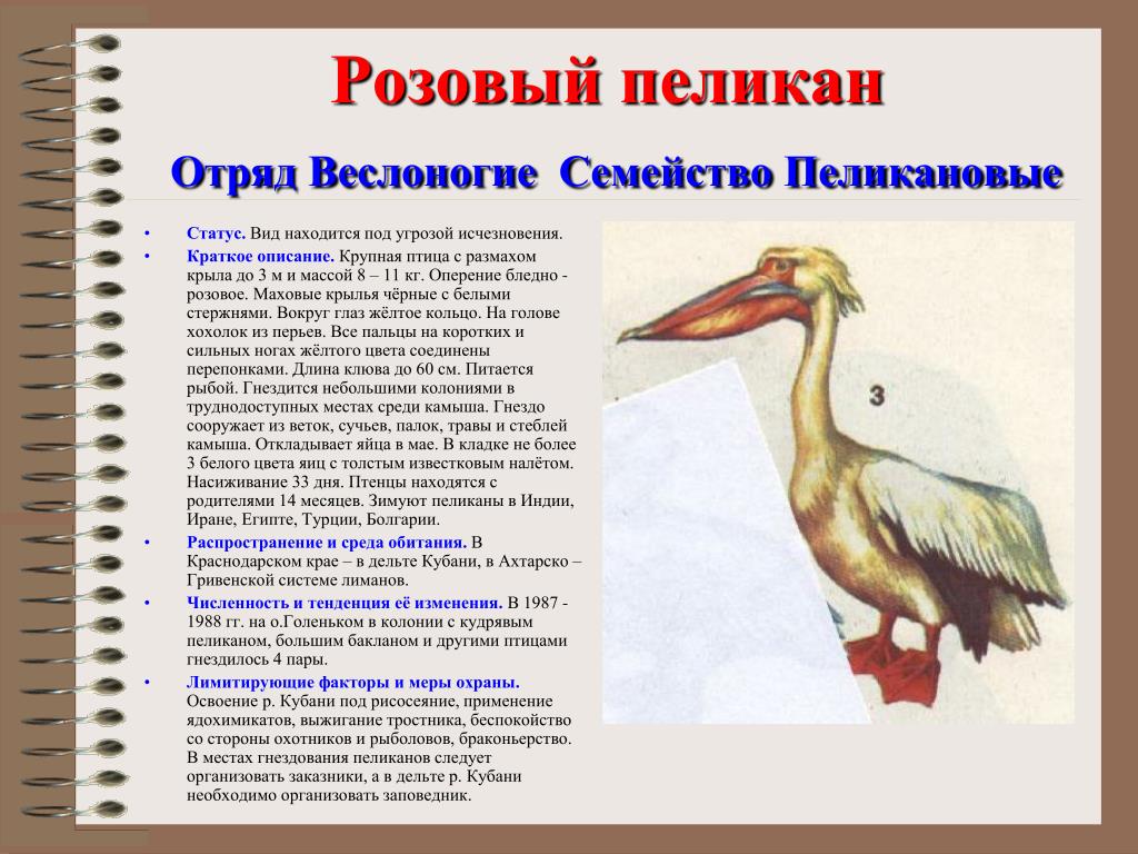 Животные Красной Книги Кубани Фото