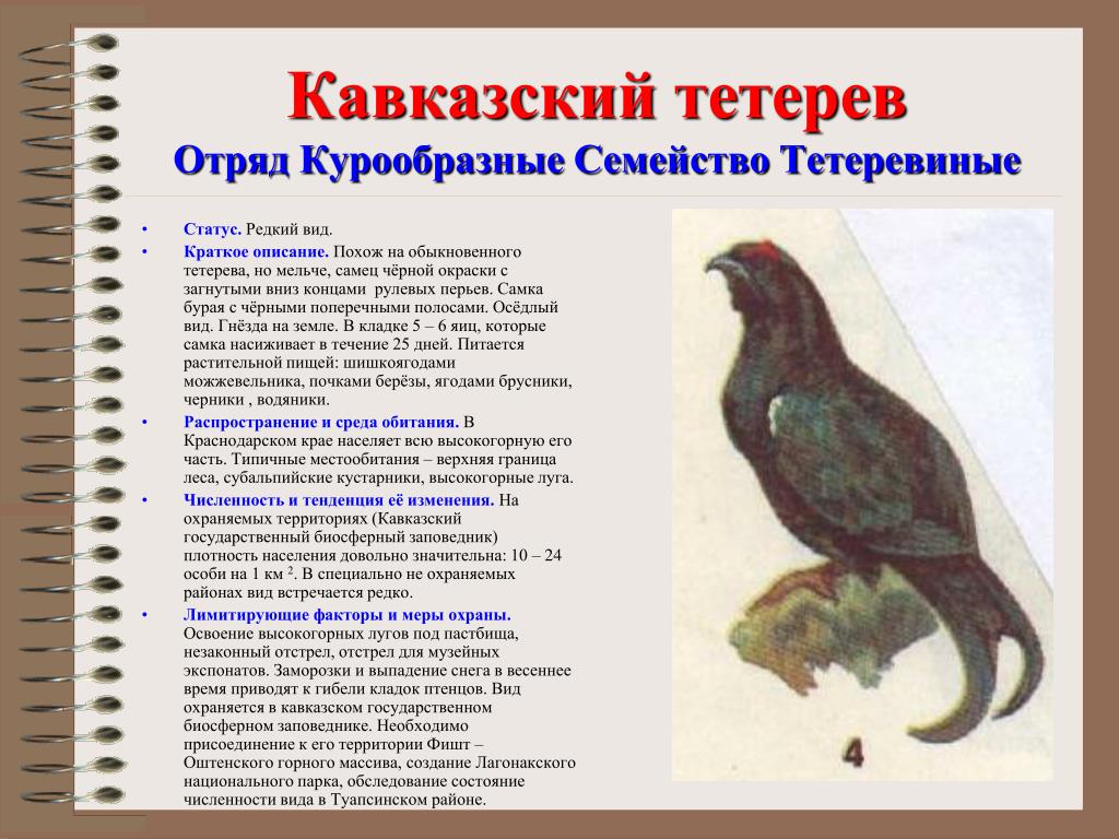 Животные Красной Книги Кубани Фото
