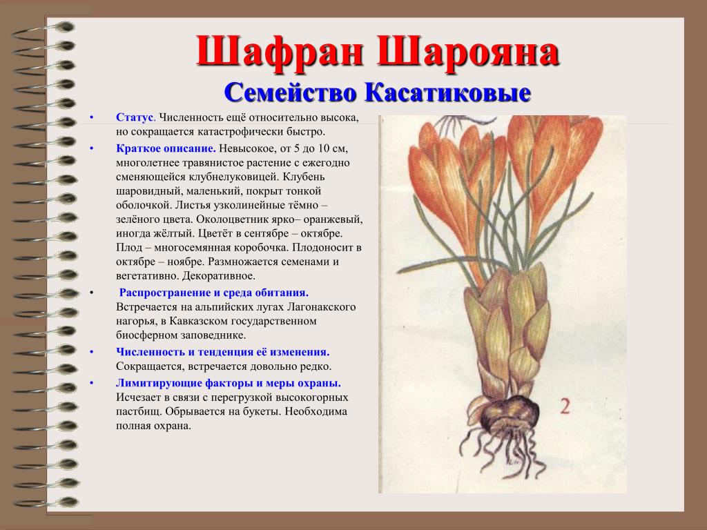 Красная книга краснодарского края растения описание. Шафран Шарояна цветок. Шафран Шарояна красная книга. Шафран описание растения. Шафран прекрасный доклад.