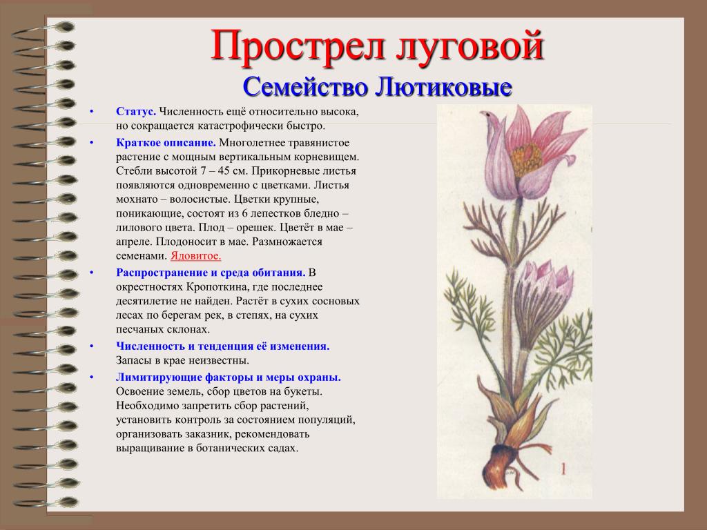 Красная книга растений луга. Прострел Луговой красная книга. Растения в красной книге прострел Луговой. Прострел Луговой описание красная книга. Прострел Луговой красная книга краткое описание.