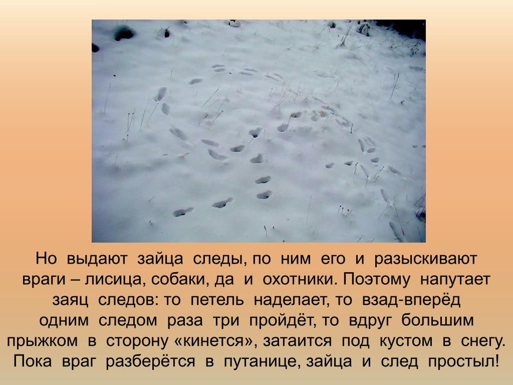 Не заячьи следы как пишется. Следы зайца. Следы зайца беляка на снегу. Заячьи следы на снегу. Описание следа зайца на снегу.
