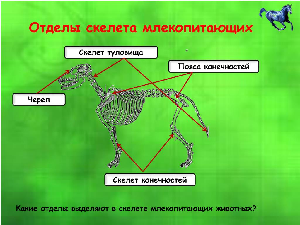 Особенности скелета млекопитающих 7. Отделы скелета млекопитающих. Строение скелета млекопитающих. Скелет конечностей млекопитающих. Скелет млекопитающих схема.