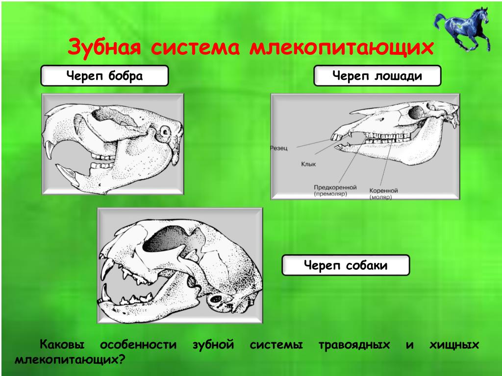 Класс млекопитающие череп. Череп млекопитающих. Зубная система млекопитающих. Строение черепа млекопитающих разных отрядов. Черепа млекопитающих животных строение.