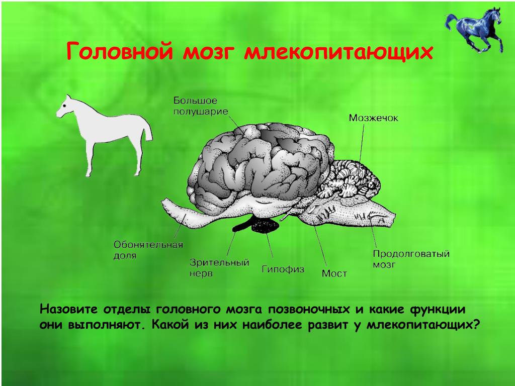Укажите какой цифрой обозначена часть мозга млекопитающего. Функции головного мозга млекопитающих. Структуры мозга млекопитающих. Строение головного мозга млекопитающих. Функции отделов мозга млекопитающих.