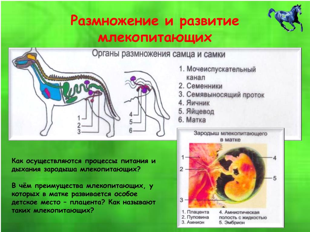 К особенностям размножения млекопитающих относят