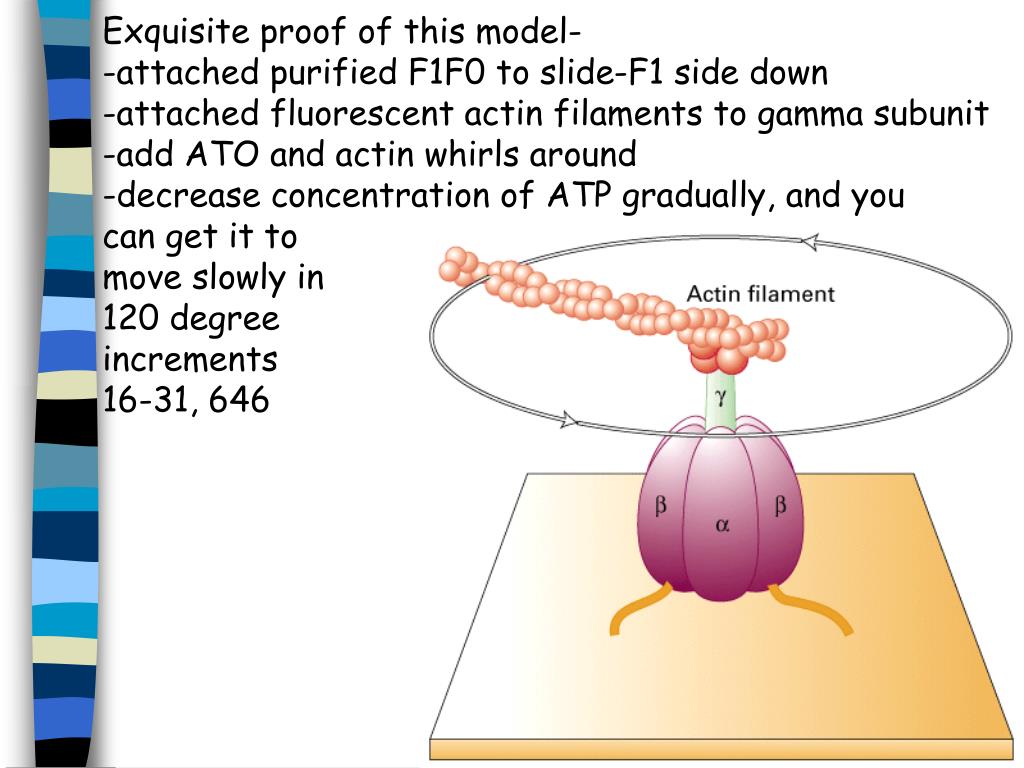 how proton motive force drives etc how proton motive force drives etc