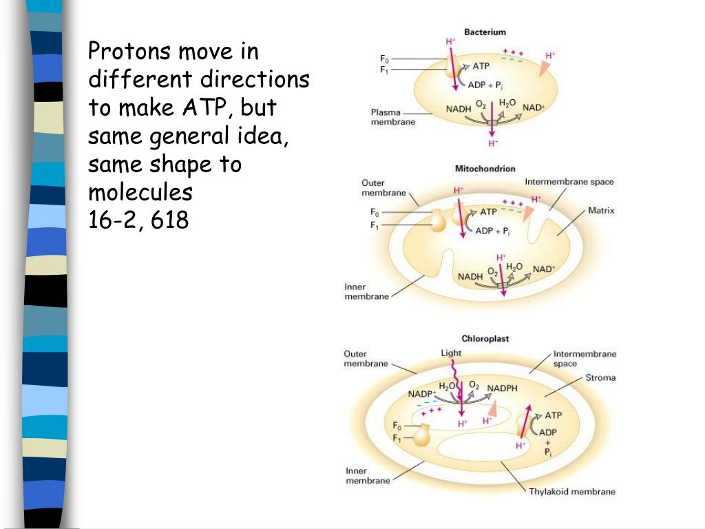 how proton motive force drives etc how proton motive force drives etc