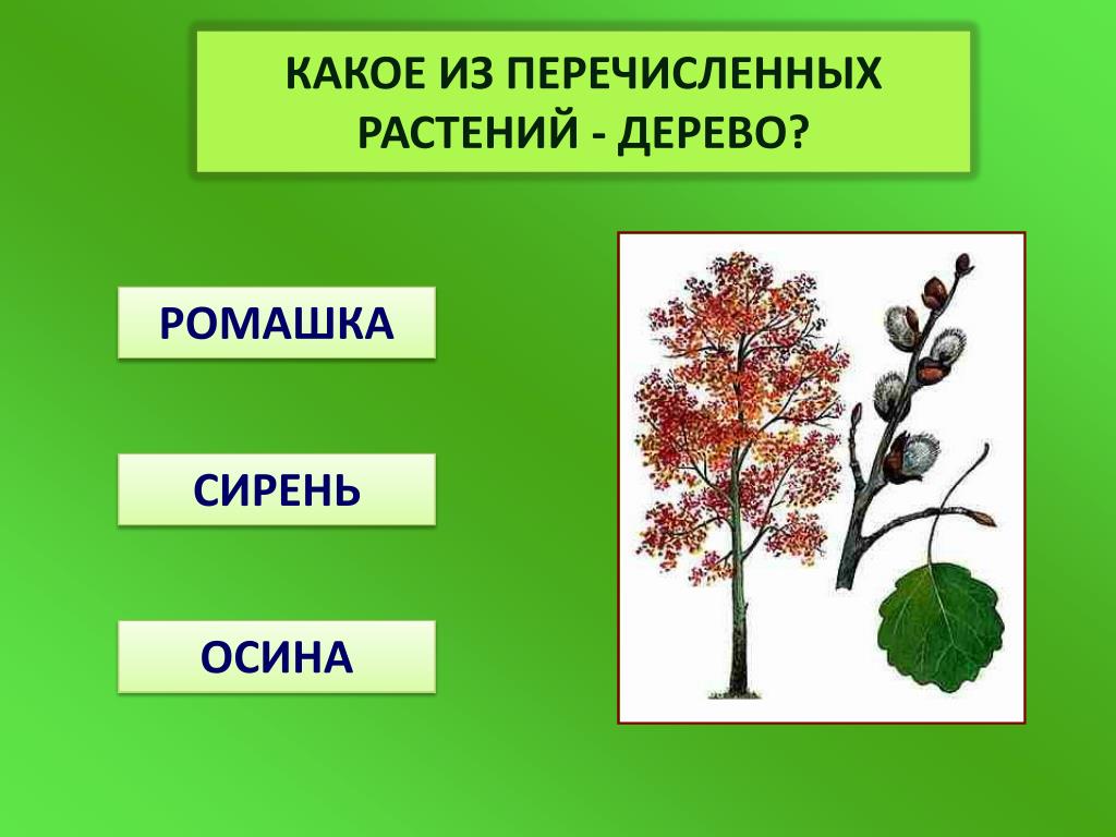 Какое первое растение. Классификация растений деревья кустарники травы. Осина перечисленных растений. Что из перечисленных растений. Какое из перечисленных растений.
