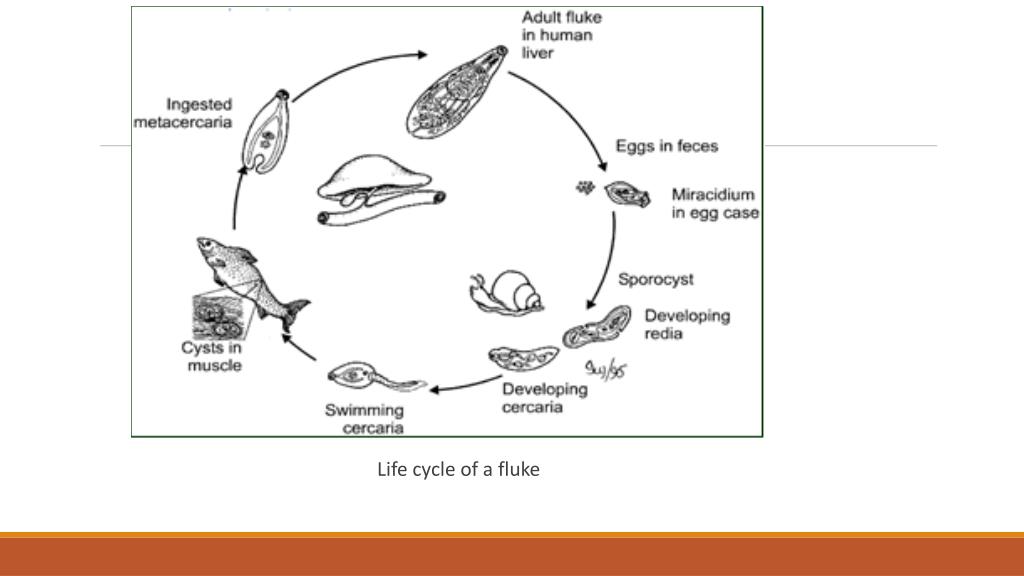 PPT Worms Phylum Platyhelminthes PowerPoint 