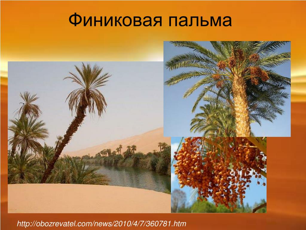 Пальма где растет природная зона. Растения Африки финиковая Пальма. Финиковые пальмы в Египте. Растения пустыни финиковая Пальма. Финиковая Пальма царство.