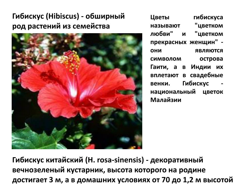 Гибискус какая почва. Семейство Мальвовые гибискус (Hibiscus.