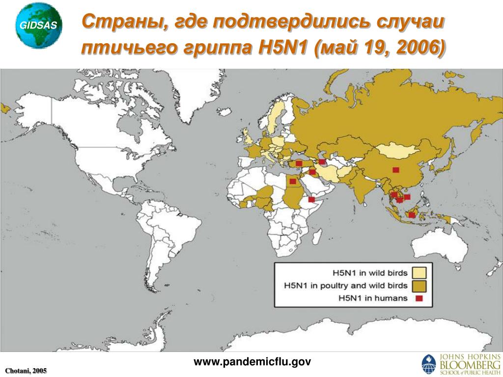 Птичий грипп карта в россии