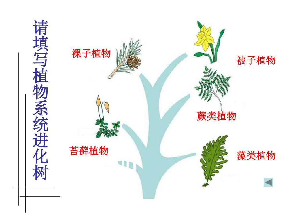 Ppt 植物的多样性powerpoint Presentation Free Download Id Ppt 植物的多样性powerpoint Presentation Free Download Id
