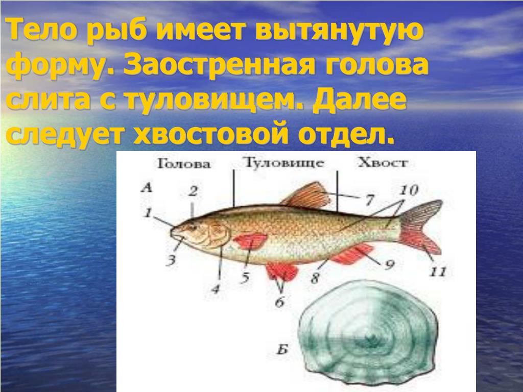 Какие отделы тела имеет рыба. Форма тела рыб. Тело у рыб имеет. Вытянутая форма тела рыб. Стреловидная форма тела рыб.