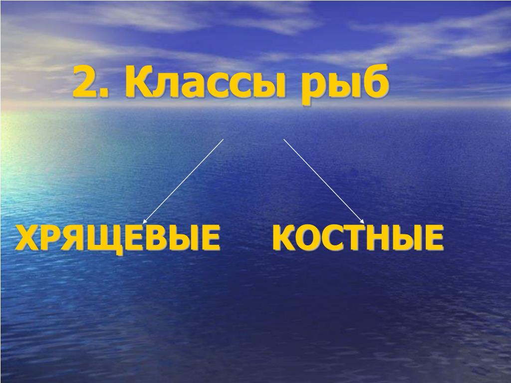 Русский 8 класс рыб. Рыбы 2 класс.