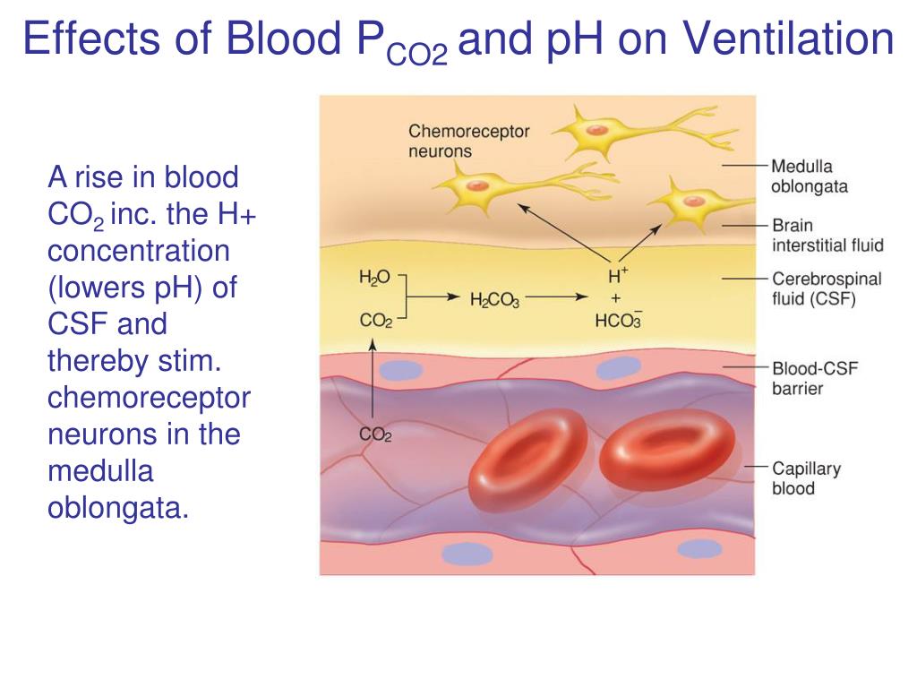 PPT Respiratory Physiology PowerPoint Presentation, free download