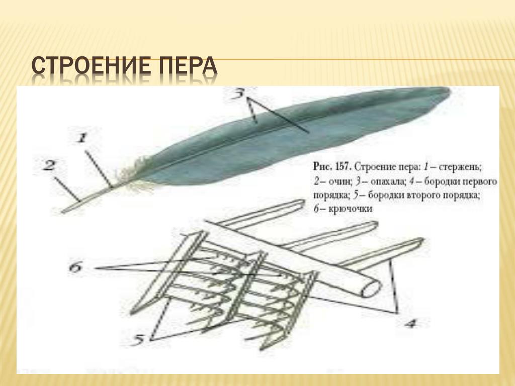 Рисунок контурного пера птицы. Строение пера птицы 7 класс биология. Строение контурного пера птицы биология 7 класс. Строение пера птицы рисунок 152. Перья птиц строение биология.