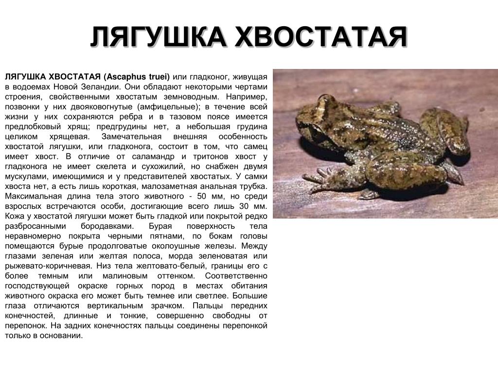 Tailed frog. Хвостатые лягушки. Хвостатая жаба. Родственники лягушки. Хвостатые лягушки представители.