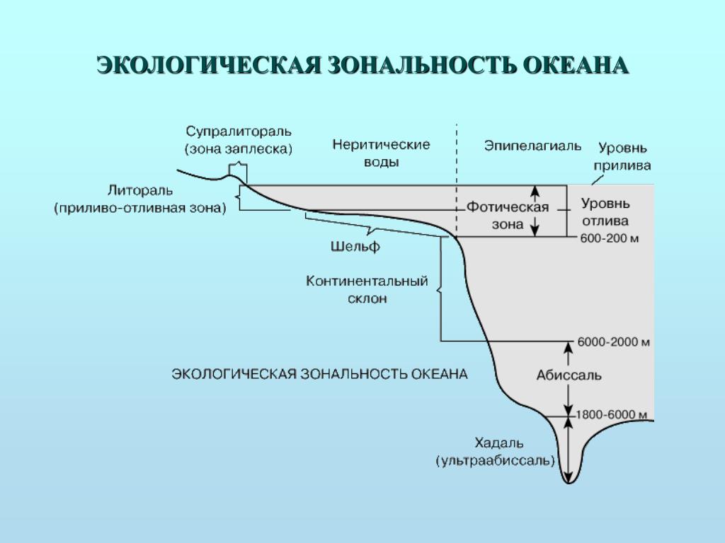 Географические зоны океана. Экологические зоны мирового океана схема. Экологическая зональность океана. Вертикальная зональность мирового океана. Экологическое зонирование дна океана..