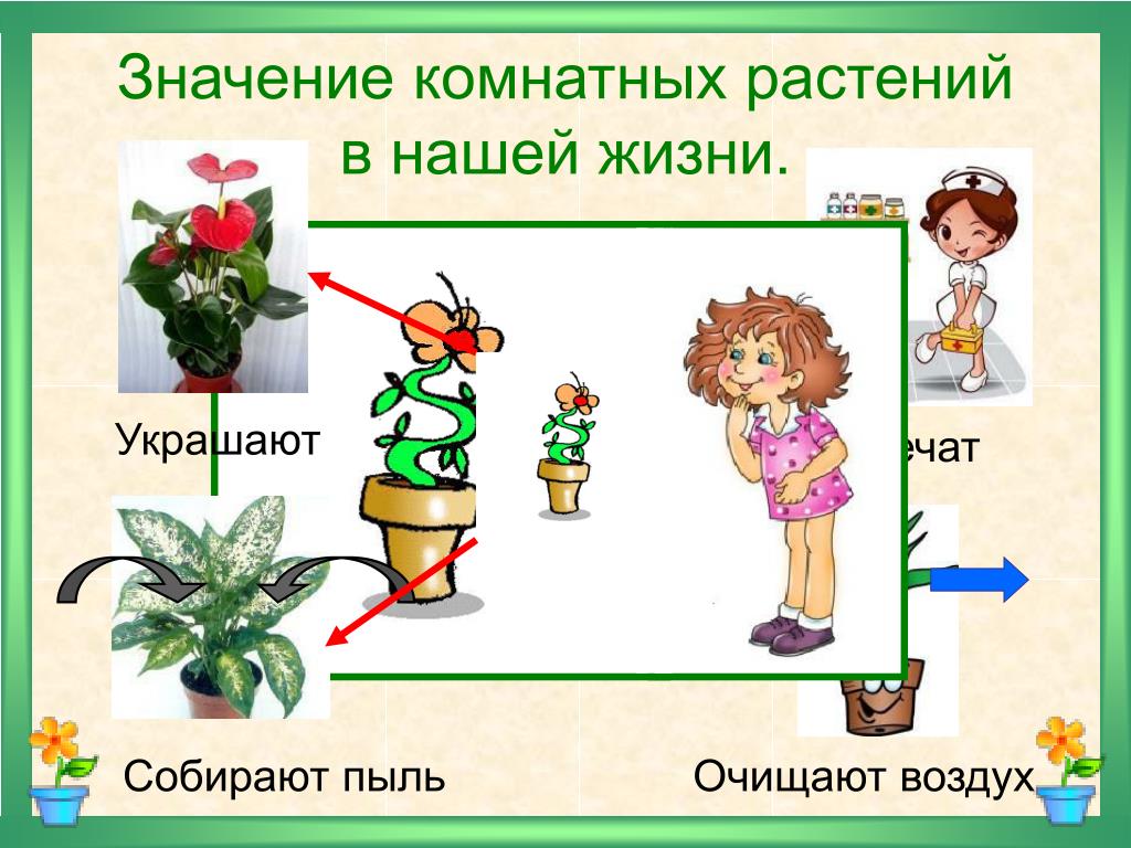 Конспекты уроков комнатными растениями. Тема урока комнатные растения. Комнатные растения 2 класс окружающий мир. Комнатные растения презентация. Комнатные цветы для дошкольников.