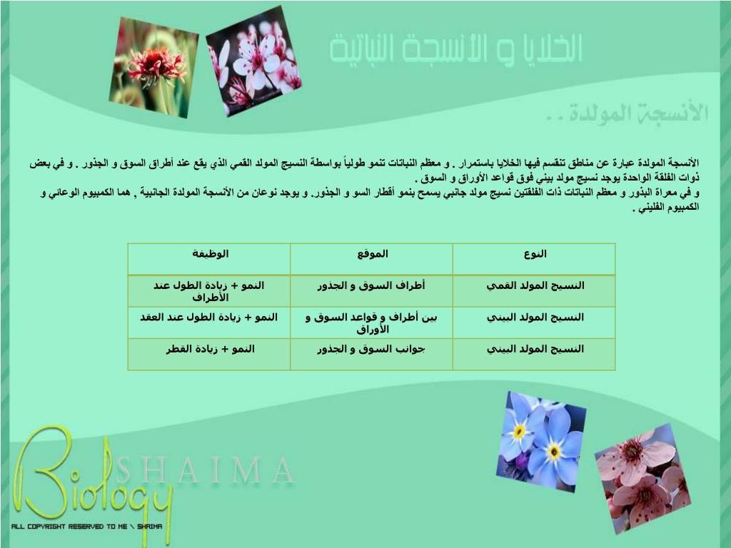 PPT - الخلايا البرنشيمية PowerPoint Presentation, free download - ID:6478013