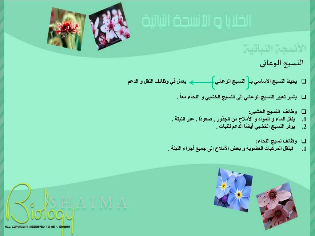 Ppt الخلايا البرنشيمية Powerpoint Presentation Free Download Id 6478013