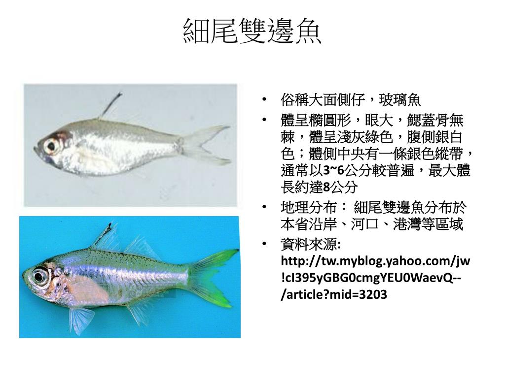 Ppt 細尾雙邊魚powerpoint Presentation Free Download Id Ppt 細尾雙邊魚powerpoint Presentation Free Download Id
