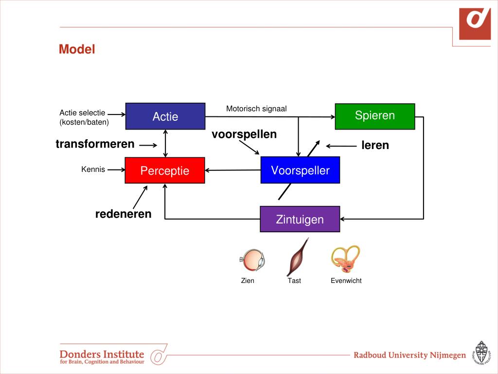 PPT Perceptie En Actie In Beweging PowerPoint Presentation Free 