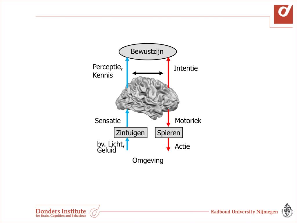 PPT Perceptie En Actie In Beweging PowerPoint Presentation Free 