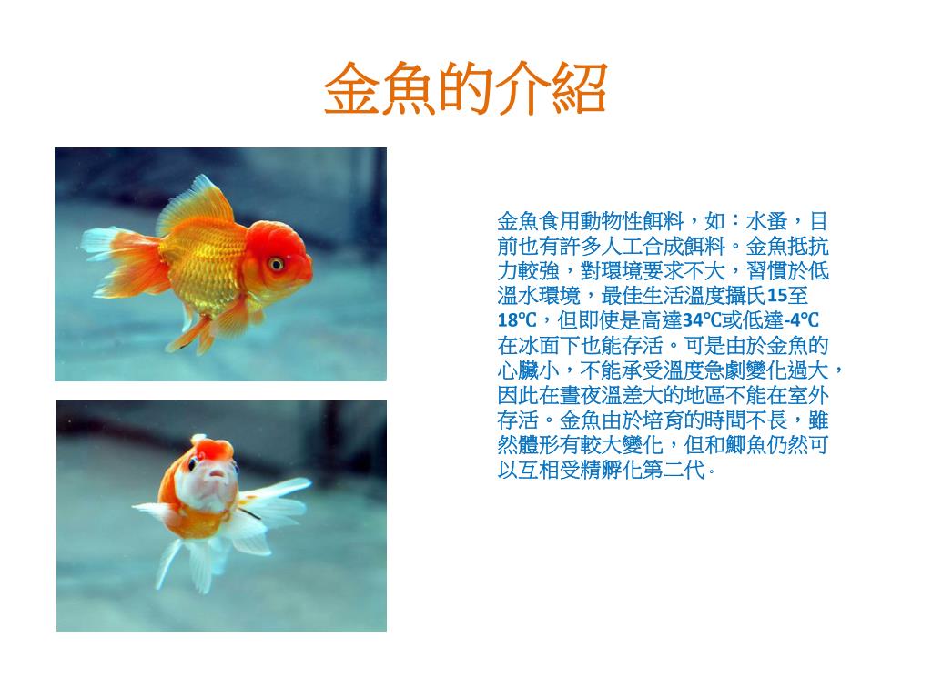 Ppt 魚的種類介紹powerpoint Presentation Free Download Id