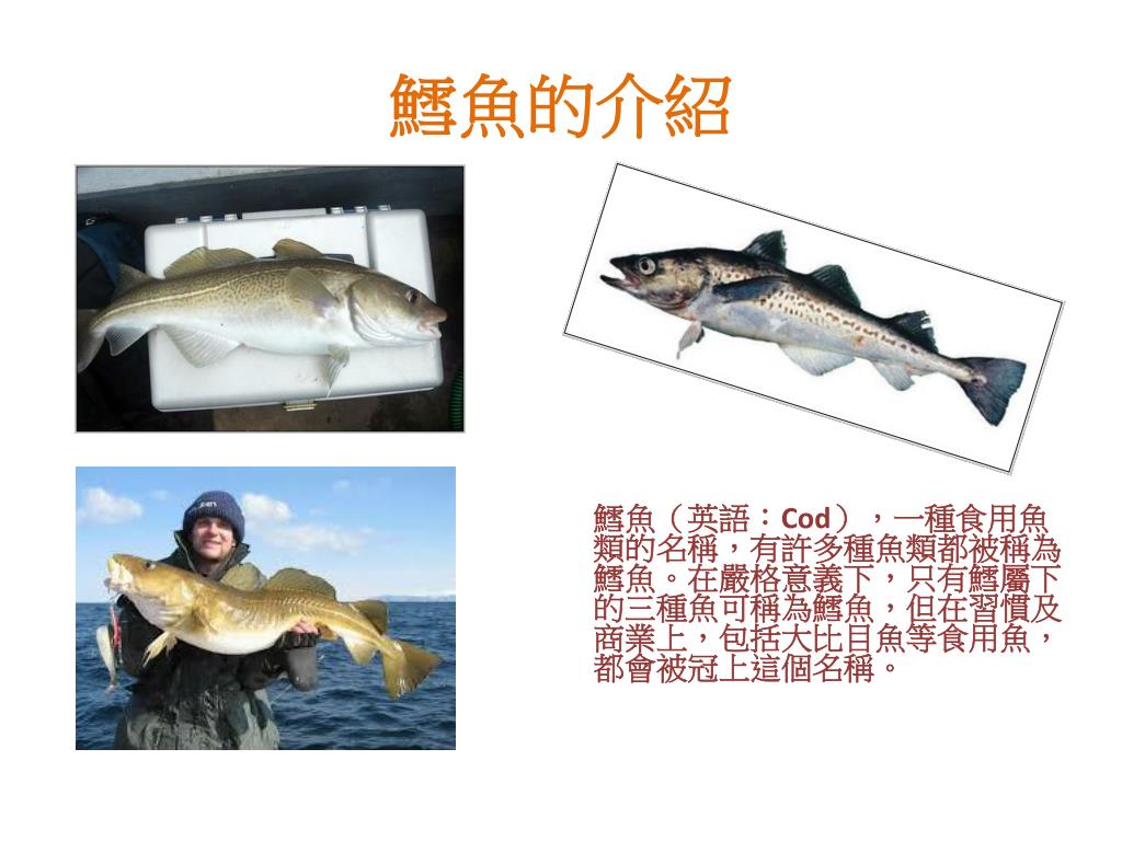 Ppt 魚的種類介紹powerpoint Presentation Free Download Id