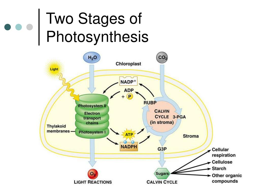 Two Stages Of Photosynthesis