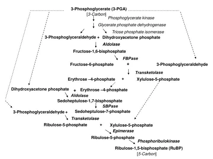 PPT - 3-Phosphoglyceraldehyde PowerPoint Presentation, free download ...
