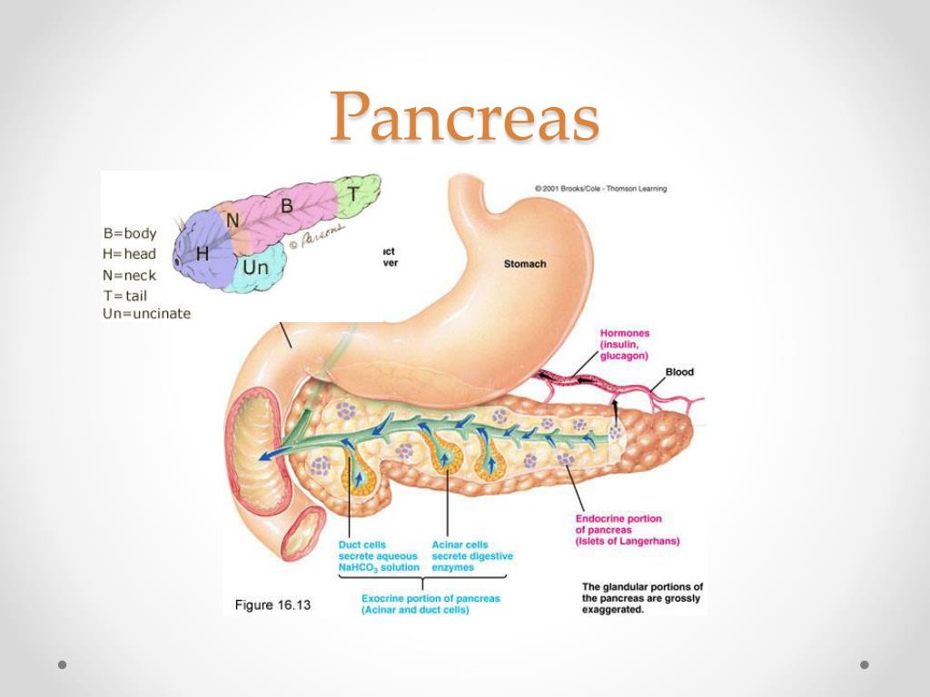 Ppt Pancreas Anatomy And Physiology Powerpoint Presentation Free