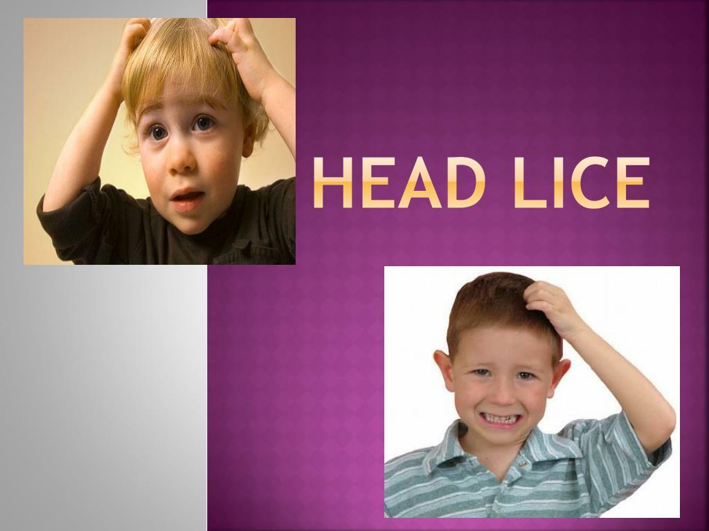 PPT Head Lice PowerPoint Presentation, free download ID6492502
