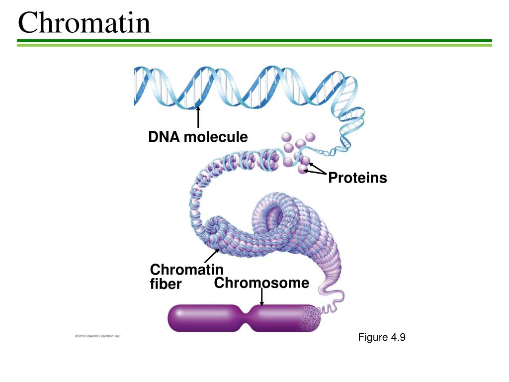Спирализация молекулы. Хроматин и хромосомы. Хромосомы ДНК +белки гистоны. Хромосома ДНК хроматин гистоны. Хроматин картинки.