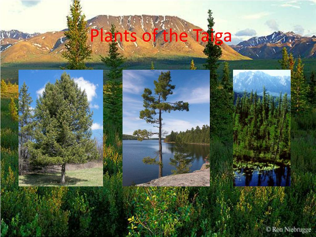 PPT - Taiga PowerPoint Presentation, free download - ID:1586448