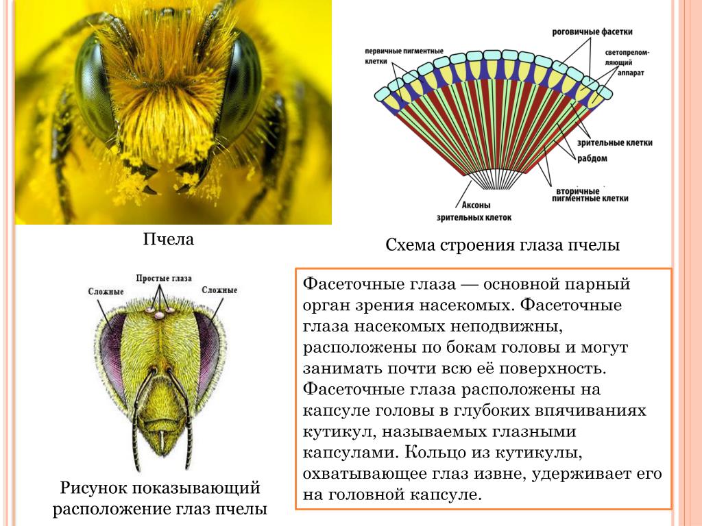 Глаза насекомых имеют. Строение фасеточного глаза пчелы. Строение фасеточного глаза насекомого. Схема строения фасеточного глаза насекомого. Фасеточные глаза насекомых схема.