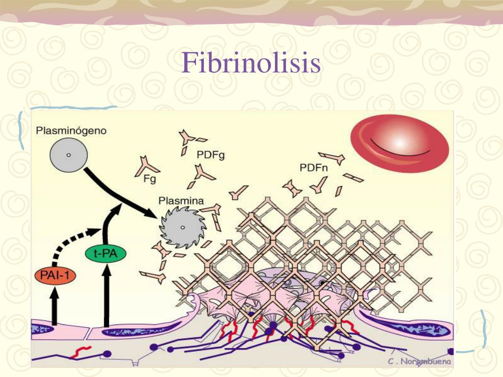 PPT Fisiología de la Hemostasia PowerPoint Presentation