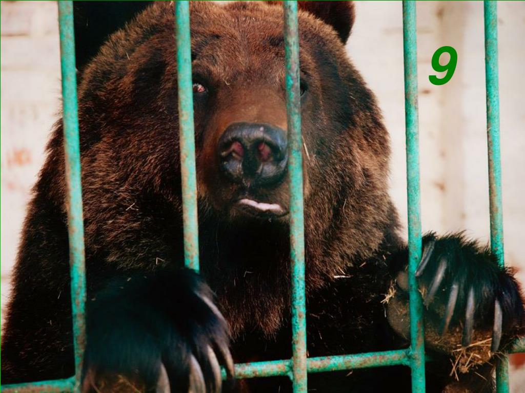 Медведь лишил ее жизни. Медведь в зоопарке. Медведь за решеткой в зоопарке. Медведь в тюрьме.