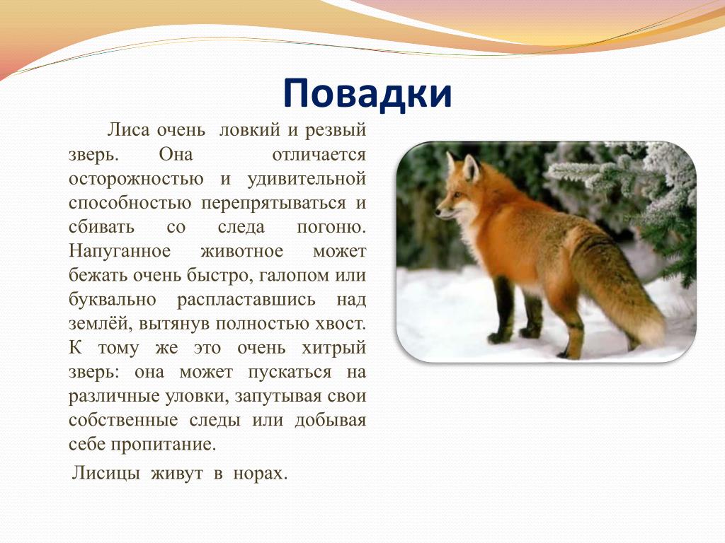 Доклад про лисов. Повадки животных. Лиса образ жизни и повадки. Какие повадки у лисы. Описать внешний вид лисы.