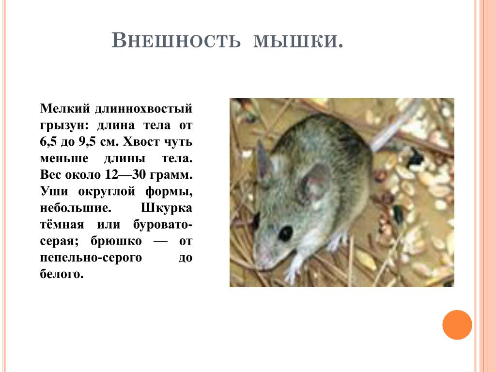 Мышь какая прилагательные. Мышь описание. Сообщение о мышах. Доклад про мышь. Краткая информация о мыши.