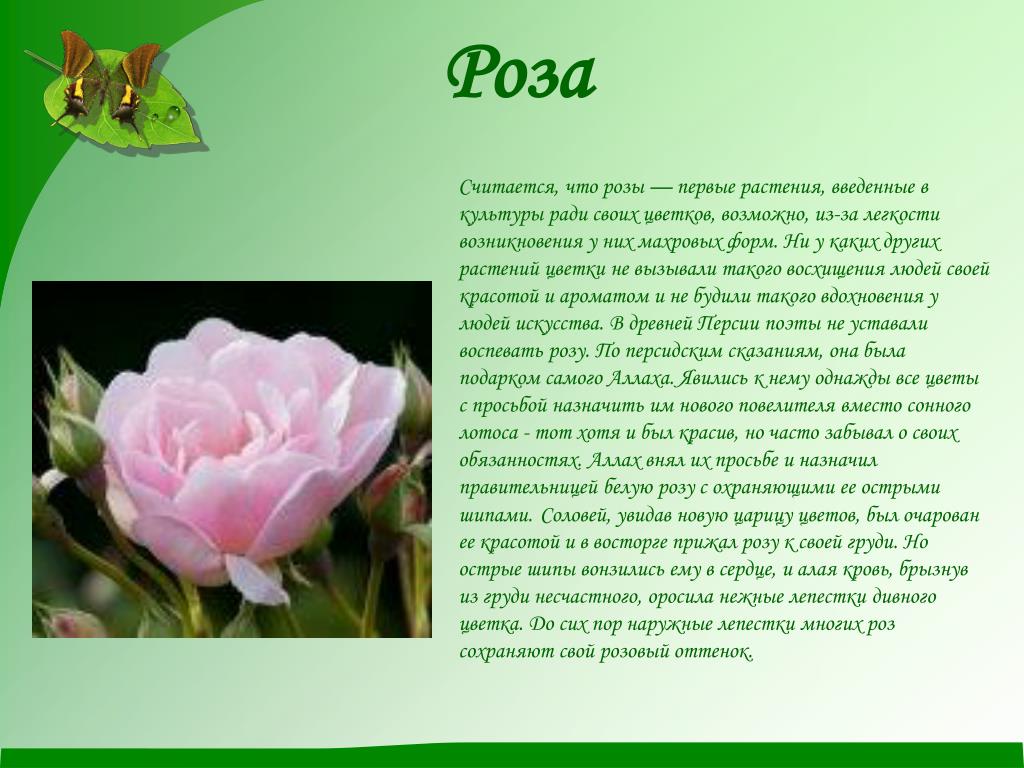 Цветы 2 раза в год. Описать любой цветок. Доклад о Розе. Легенда о Розе. Описание цветка розы.