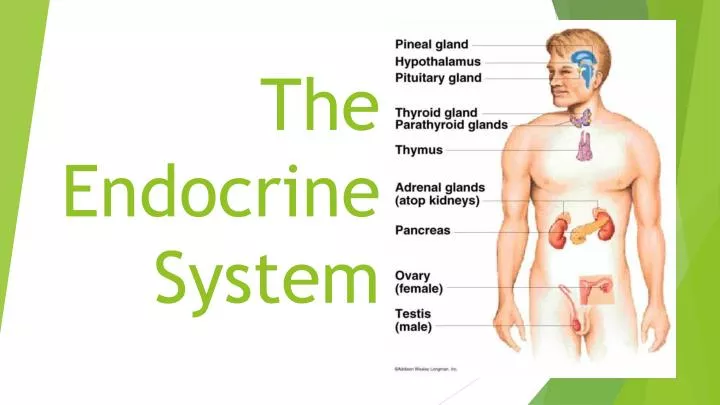 Ppt The Endocrine System Powerpoint Presentation Free Download Id 6502737