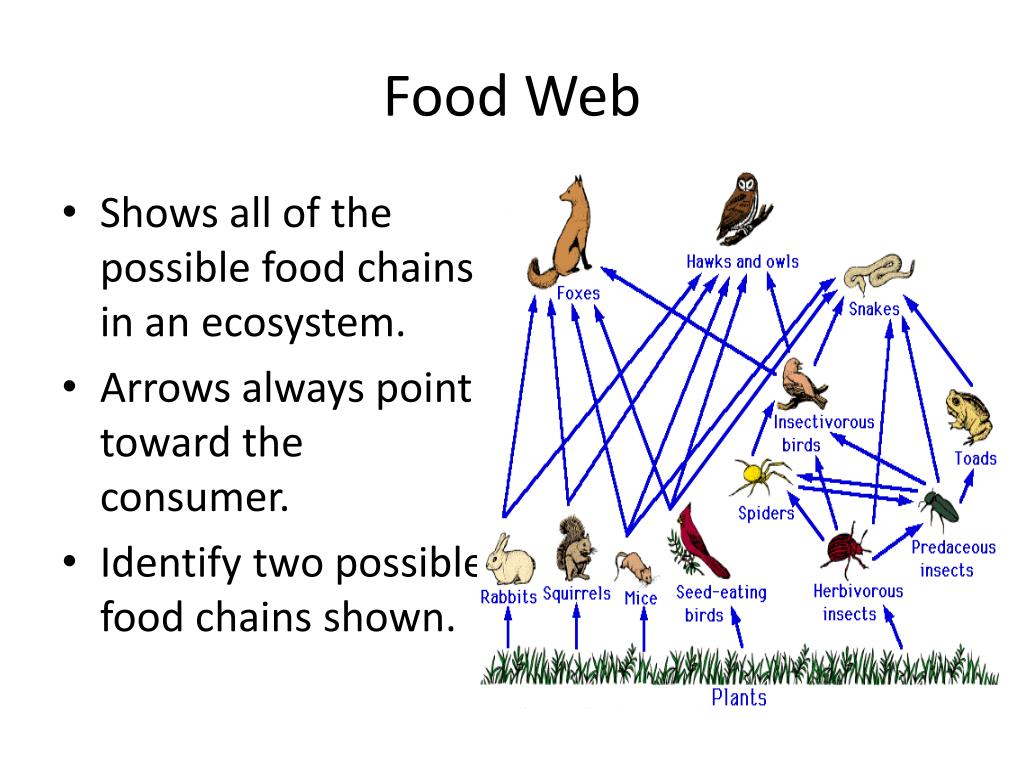 how many producers are shown in this food web